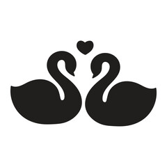 black swan on white background