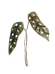 Begonia tropical leaves watercolor hand drawn set greenery. Clipart for wedding invitations, save the date cards, birthday cards, stickers.