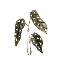 Begonia tropical leaves watercolor hand drawn set greenery. Clipart for wedding invitations, save the date cards, birthday cards, stickers.