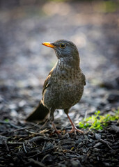 A bird is standing on the ground with its head tilted to the side.