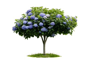 Stunning Hydrangea Tree Blooms Vibrantly in Full Sunlight, A Beautiful Garden Plant Showcase