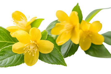 Vibrant Yellow Flowers Bloom Brightly, Nature's Beauty in Full Radiance, Stunning Botanical Display