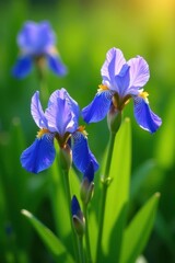 Vibrant Blue Irises Blooming in a Lush Green Garden, Bathed in Warm Sunlight