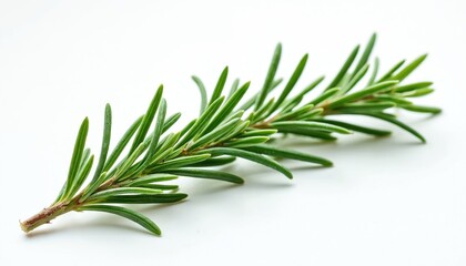 Fototapeta premium Close-up of fresh rosemary twig on white background. Green aromatic herb, spice, food ingredient. Herbal seasoning for healthy eating. Organic aroma, cooking concept.