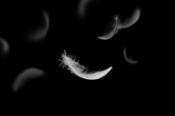 Abstract White Feathers Falling in The Dark. Fluffy Downy, Softness of Feathers Floating on Black...