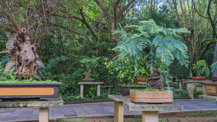 Bonsai trees grow in pots in the park. Rows of stone stands with picturesque plants along the paved path. Tropical vegetation. China.