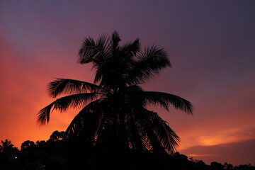 Coconut tree silhouette at sunset