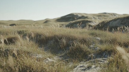 Exploring serene nature landscapes coastal dunes photography open field panoramic view tranquility