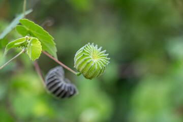 Country Mallow is a revered herb in Ayurveda
