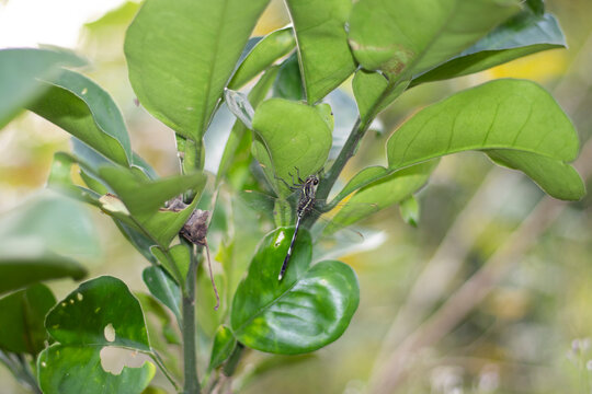 Lemon sweet orange often reaches 6 metres 20 feet in height