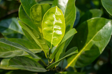 Jack fruit leaves are used as a wrapping for steaming immunity properties