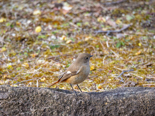 ジョウビタキのメス