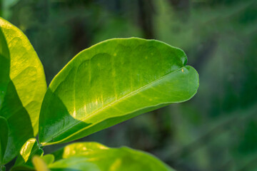 This is an improved variety of batabi lemon green leaves