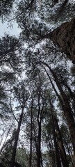 trees in the woods