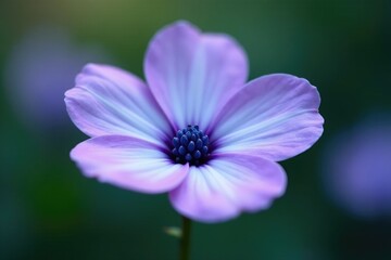 Obraz premium A single raindrop landing on a light blue-purple flower, light, purple, flower petals