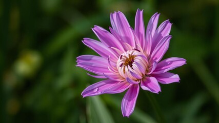 Obraz premium Purple flower with delicate petals blooming in the wild against a vibrant green background, bloom, wild, flower