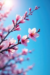 Fototapeta premium Plum blossom branches curve like a bow against the radiant blue sky, plum blossom, blue sky, curved