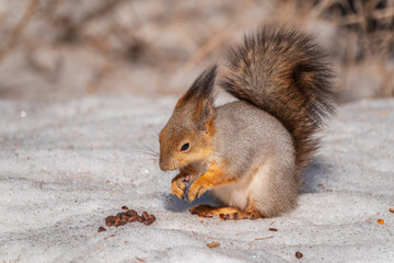 The squirrel in winter sits on white snow.