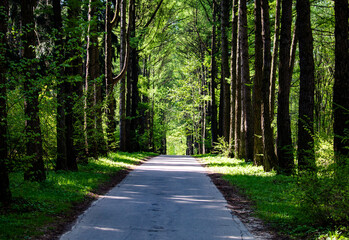 Fototapeta premium A sunny green park path at a spring morning.