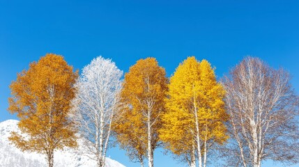 Fototapeta premium Four Birch Trees Showing Different Seasons