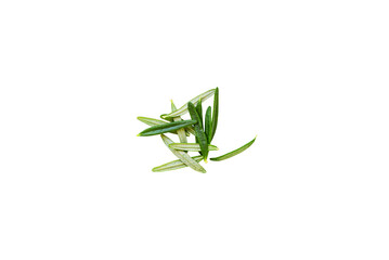Leaves of organic fresh rosemary from the garden on a transparent background without shadow, top view, png