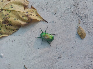 green beetle around dead leaves