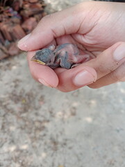 a baby bird on the palm of the hand