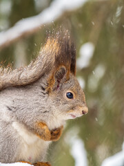 The squirrel sits on a branches without leaves in the winter or autumn