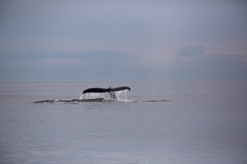 Fototapeta premium humpback whale tail