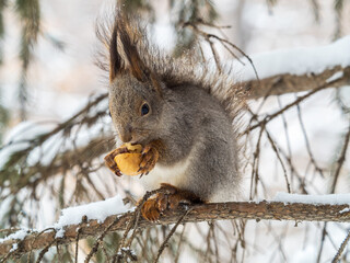 Fototapeta premium The squirrel with nut sits on tree in the winter or late autumn