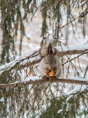 The squirrel with nut sits on tree in the winter or late autumn