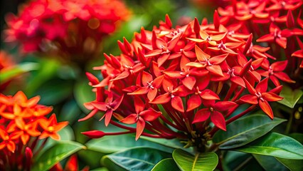 Close-up of fiery red Ixora flowers, a tropical delight composed using the rule of thirds.