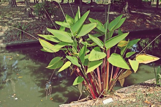 Alligator-flag or Water Canna (Thalia geniculata) beside the waterway