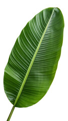 Banana Leaf, Isolated on White Background as Transparent PNG, AI-Generated