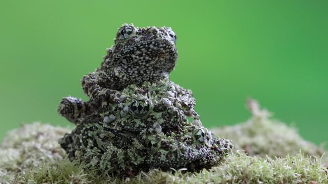 Three Theloderma corticale (Vietnamese mossy frog) juvenile on moss, Moss tree frog camouflage on moss, Mossy tree frog on moss