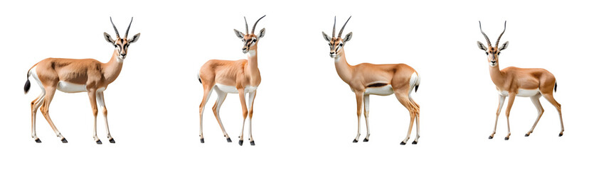Obraz premium Graceful Antelope Standing on Transparent Background