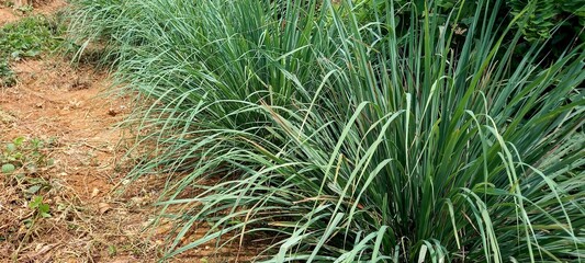 Lemongrass (Cymbopogon citratus). This plant is commonly used as a spice in cooking and herbal medicine
