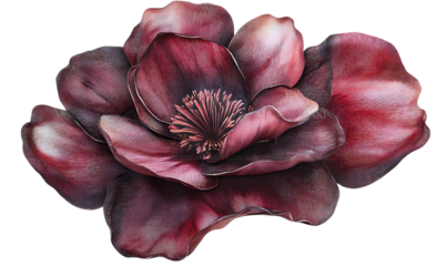 Close-up burgundy magnolia flower