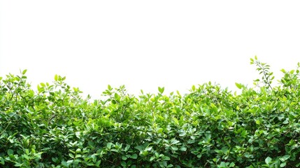 Obraz premium Lush Green Hedge Against White Background for Natural Aesthetics