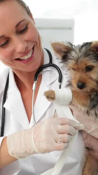 Smiling vet wrapping a yorkshire terriers injured paw