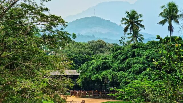Pan shot of forest and white birds flying in Pinnawala Elephant Orphanage, Pinnawala village, Sabaragamuwa Province, Sri Lanka