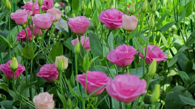 Pink Lisianthus flowers, Texas bluebell flowers.