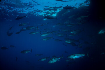 マグロ穴のイソマグロ　小笠原　東京都　