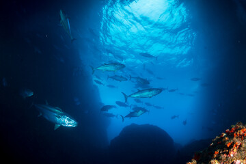 マグロ穴のイソマグロ　小笠原　東京都　