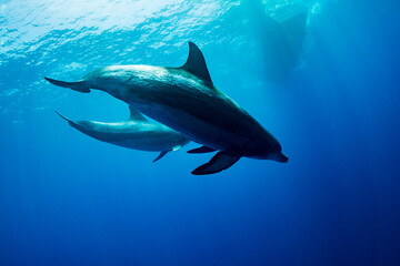 ミナミハンドウイルカ　小笠原　東京都