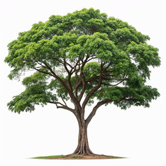 Rain Tree Isolated on White Background - Tropical Beauty