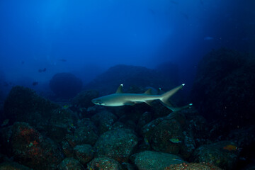 ネムリブカ　小笠原