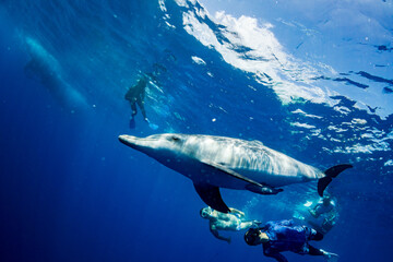 Fototapeta premium ミナミハンドウイルカ 小笠原 東京都