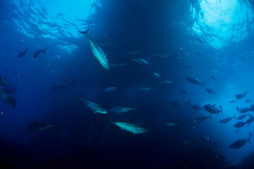 マグロ穴のイソマグロ　小笠原　東京都　