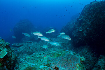 Fototapeta premium ヒレナガカンパチ 小笠原